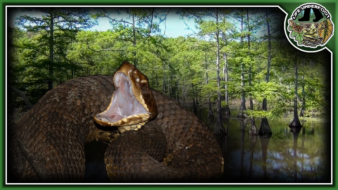 Wild Animals of the Mingo Wilderness Swamps