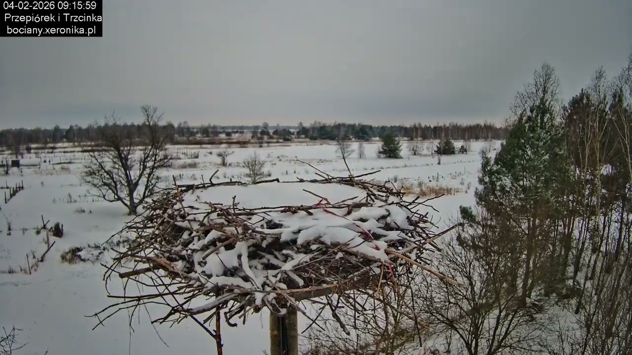 ⏳ Dzień w gnieździe bocianim w Trzcińcu - 04.02.2026