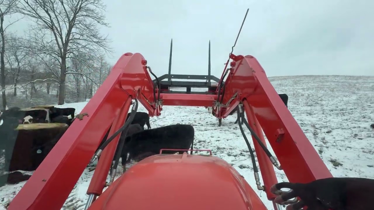 Feeding the cows in the first snow - ride along. #cow #cowvideos #farming #farm #kubota
