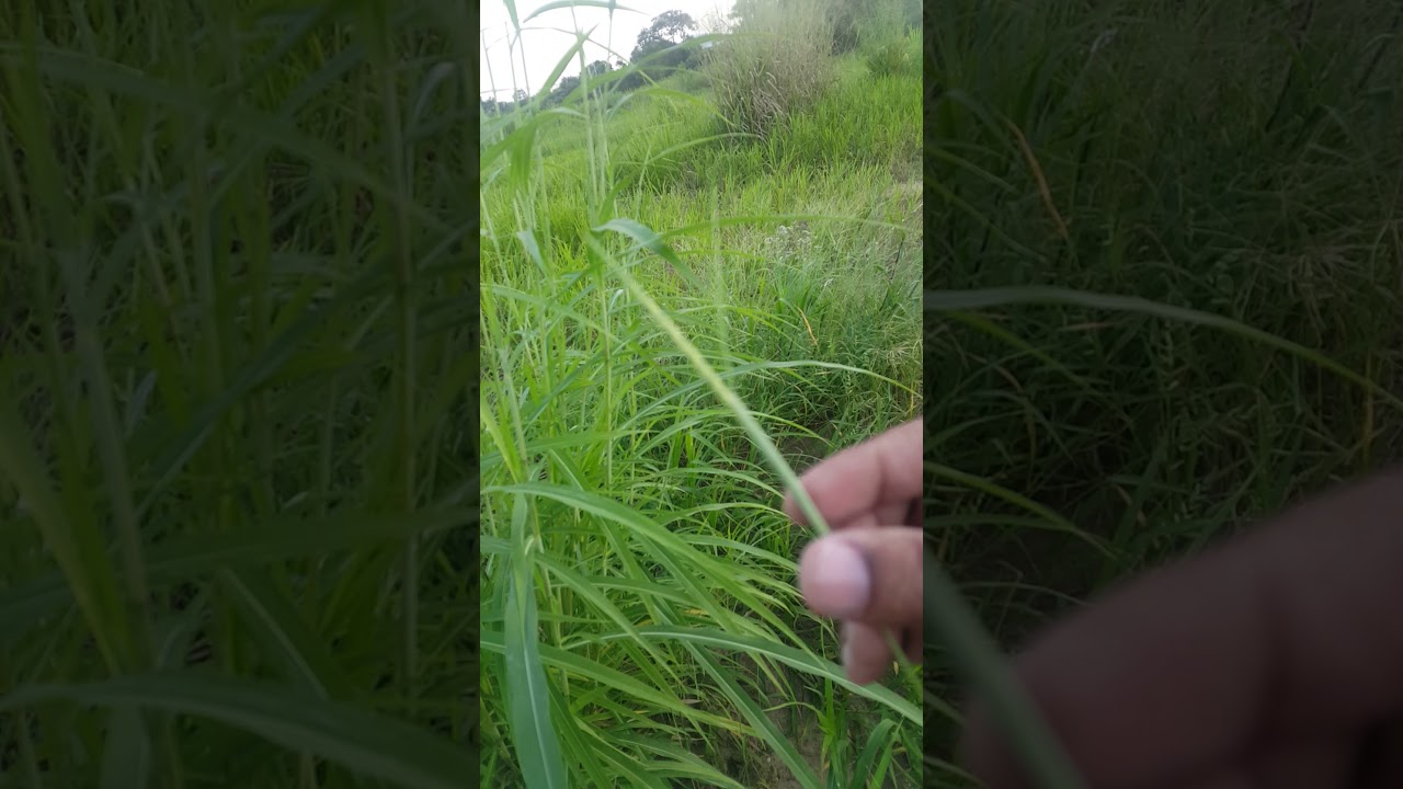 Different grass seeds for bullfinches and smaller birds