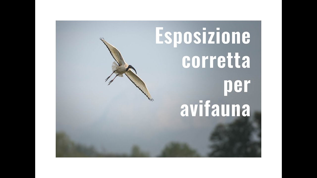 Esposizione corretta per avifauna   Bosco dei Tanali
