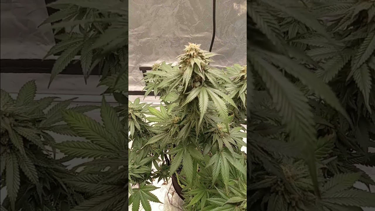 peanut butter breath harvest time!!