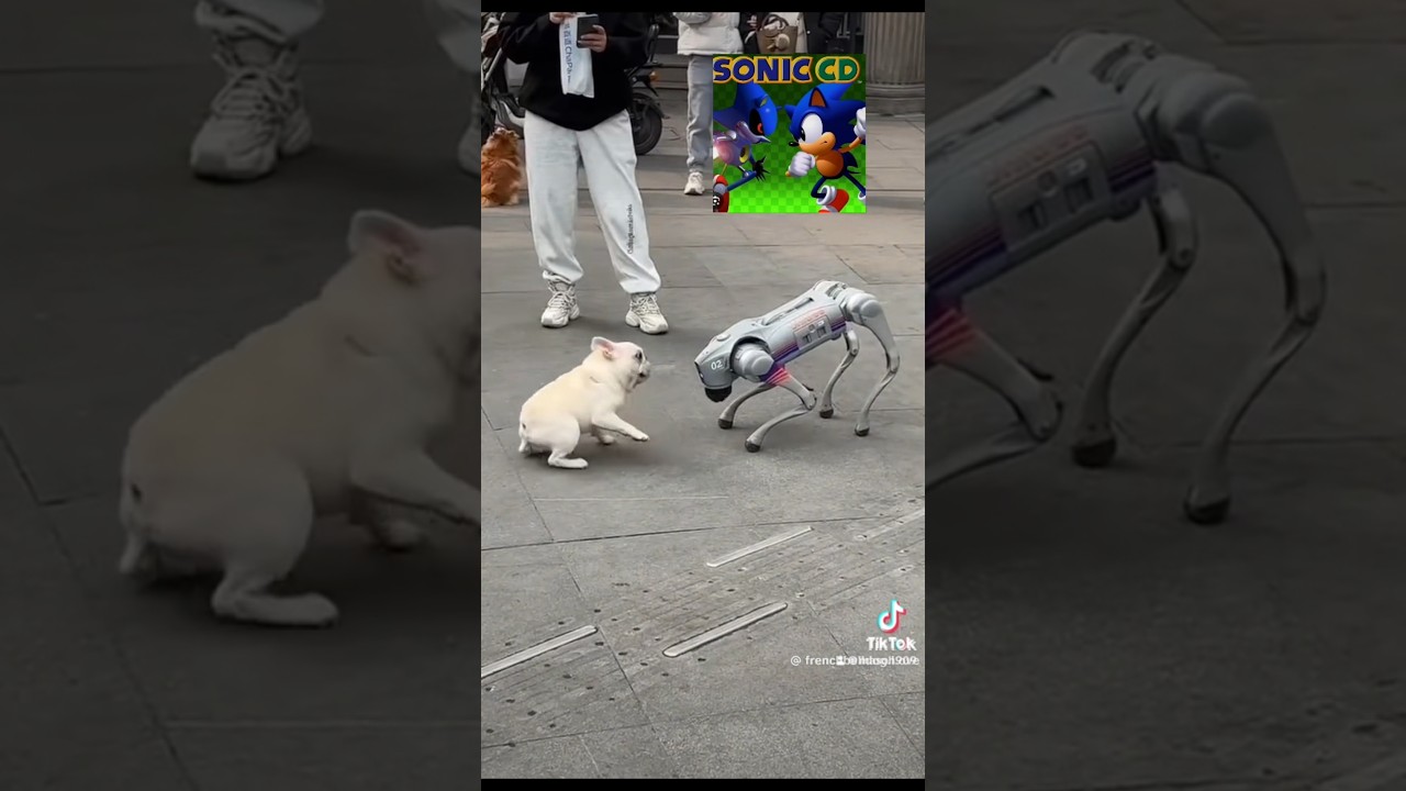 Yo, Sonic CD in real life (footage is reversed) #sonic #shorts