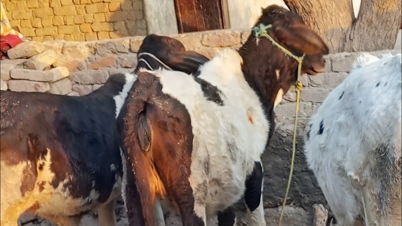 Malik goats and cattle farm  is live! #live #shortsfeed #shorts