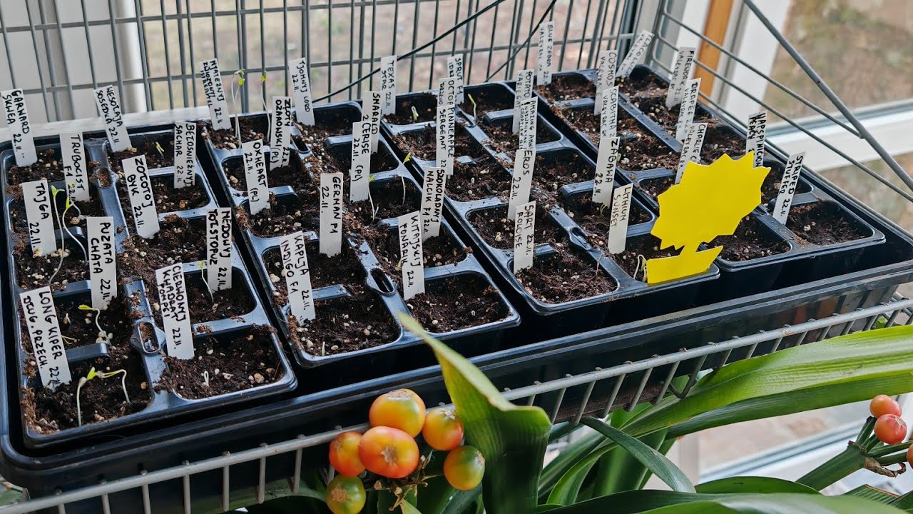 🍅Wykiełkowały pierwsze pomidory, cynie i inne 🌱Taki problem to nie problem 1.III.2026r