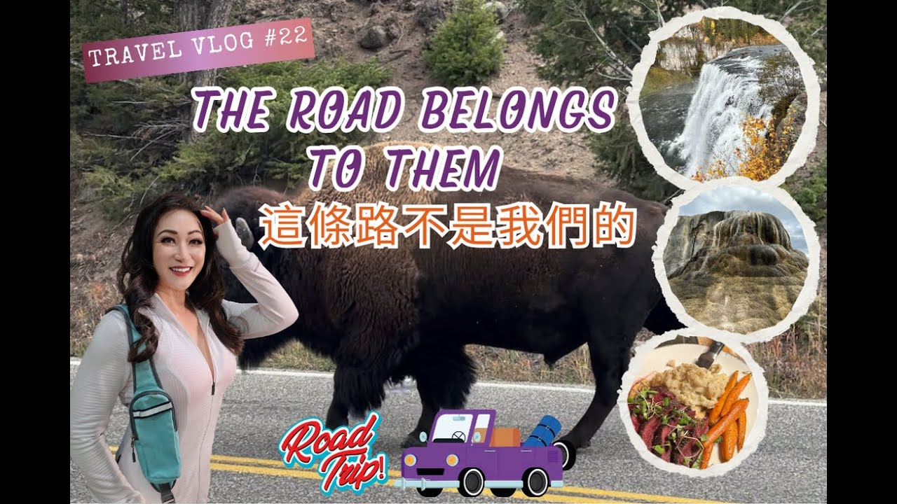 【中英文字幕】The Road Belongs to Them | Wildlife & Waterfalls in Yellowstone 這條路不是我們的｜黃石公園的野生動物與瀑布💦