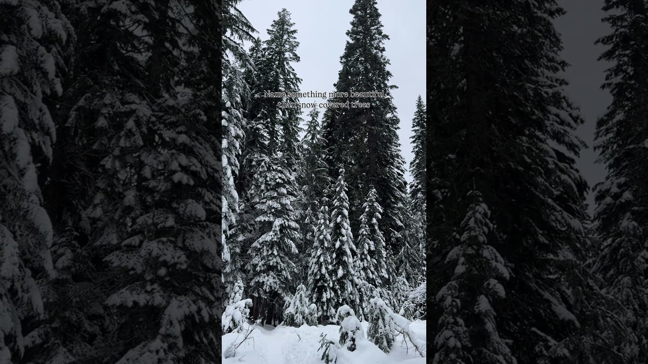 I&rsquo;ll wait! #hiking #snowtrees