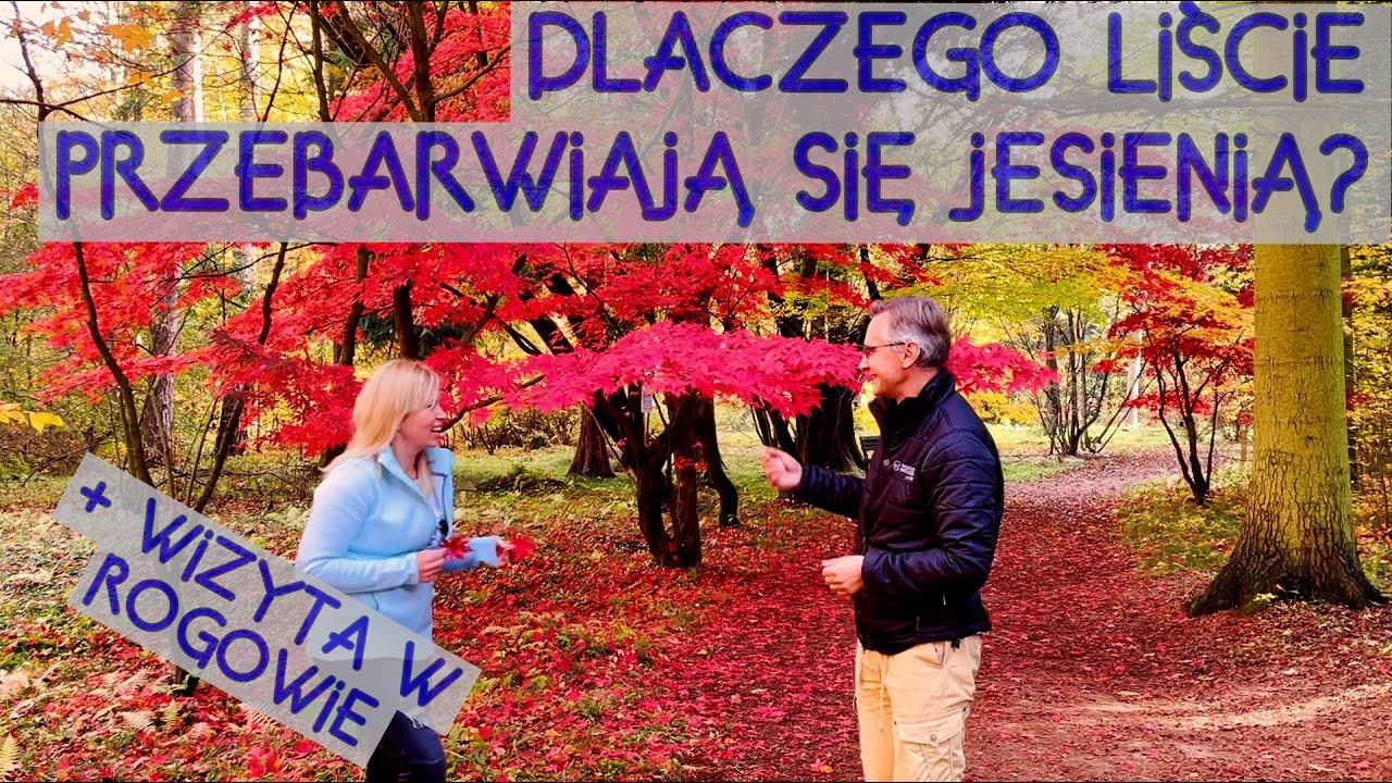 Dlaczego jesienią liście się przebarwiają? Odwiedzam Arboretum w Rogowie i rozmawiam z ekspertem