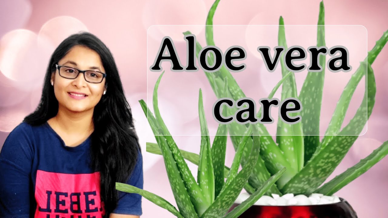 🔴Aloe Vera plant, Aloe vera plant care , एलो वेरा की देखभाल  #aloevera #gardening #plants