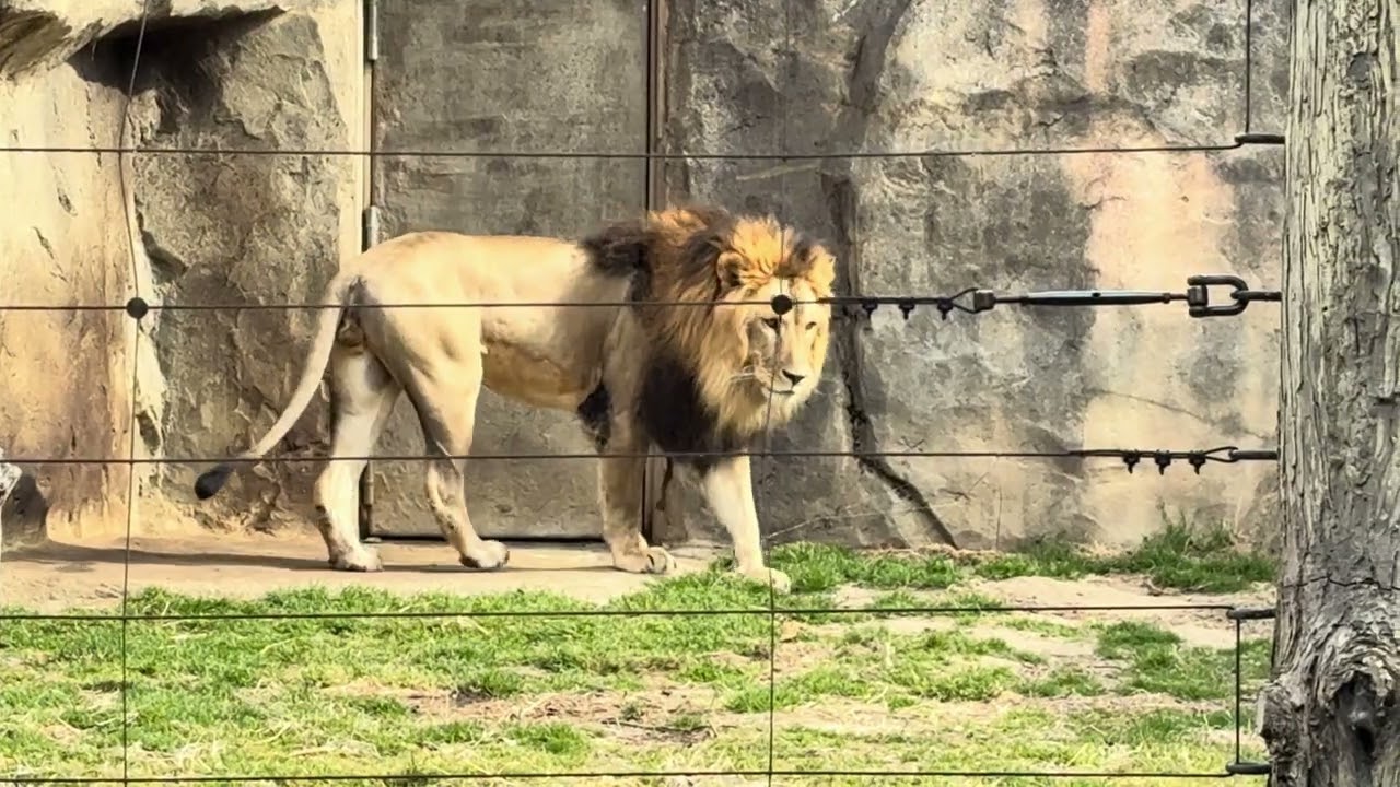 八木山動物公園   ライオン   サン