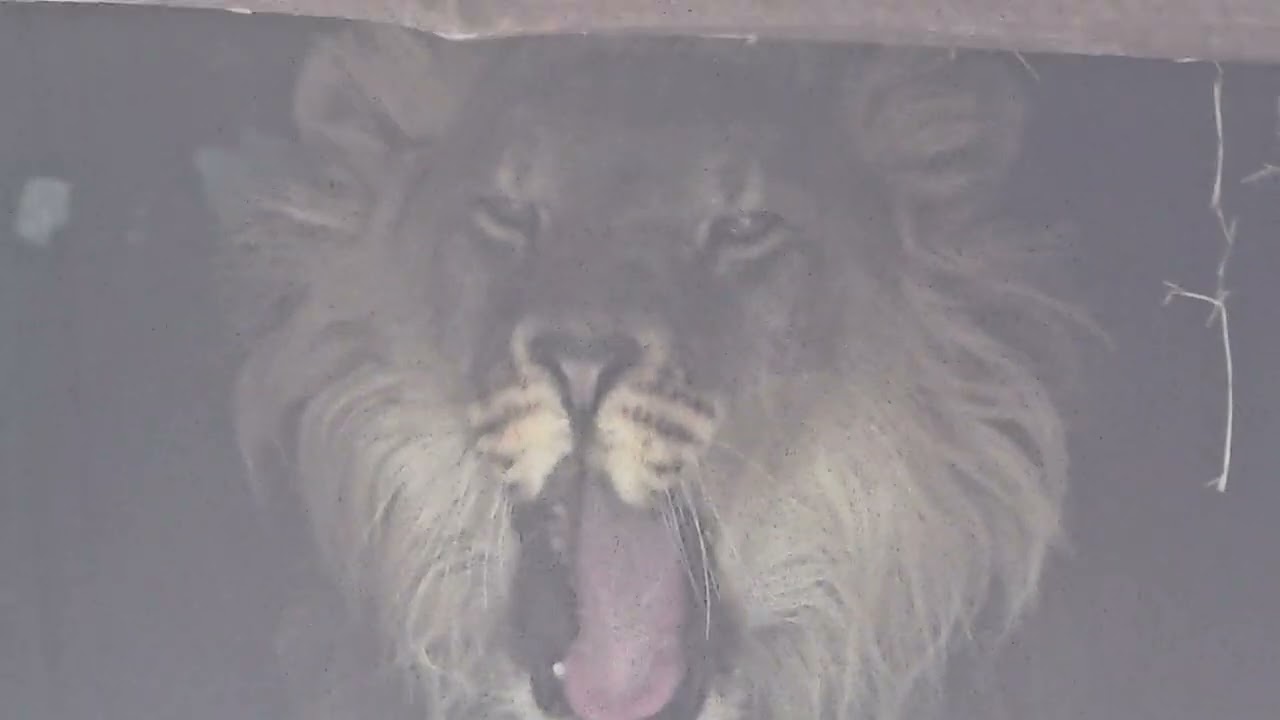 Ярослава и Шерхан ,выходящий из будки 11.02.2026г