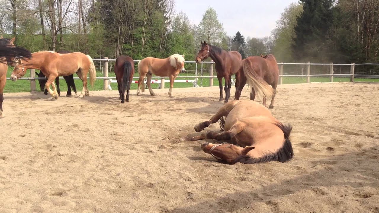 Horses rolling in the sand 2 - 01.05.2013