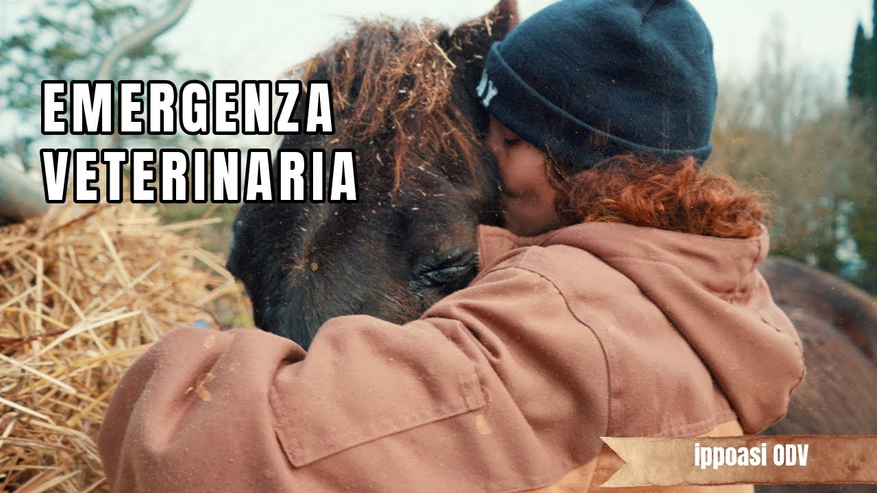 Emergenza veterinaria : abbiamo bisogno di voi