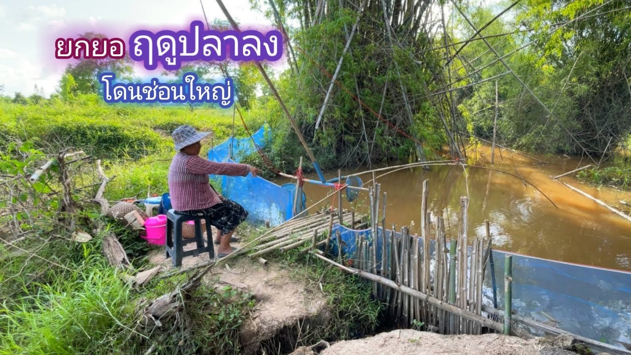 ยกยอ ฤดูปลาลง ปลาช่อนเข้าทั้งวัน มันมายังไง / บ้านนอก EP.531
