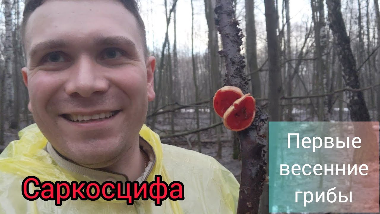 Первые весенние грибы. Первая вылазка