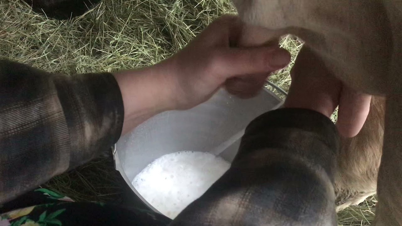 Morning Milking | Farm Life | First ASMR video