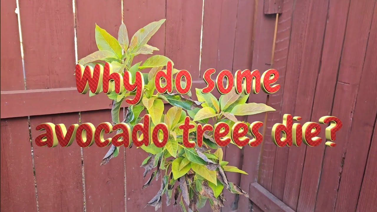 Why Do Some  🥑Avocado🥑 Trees Die?