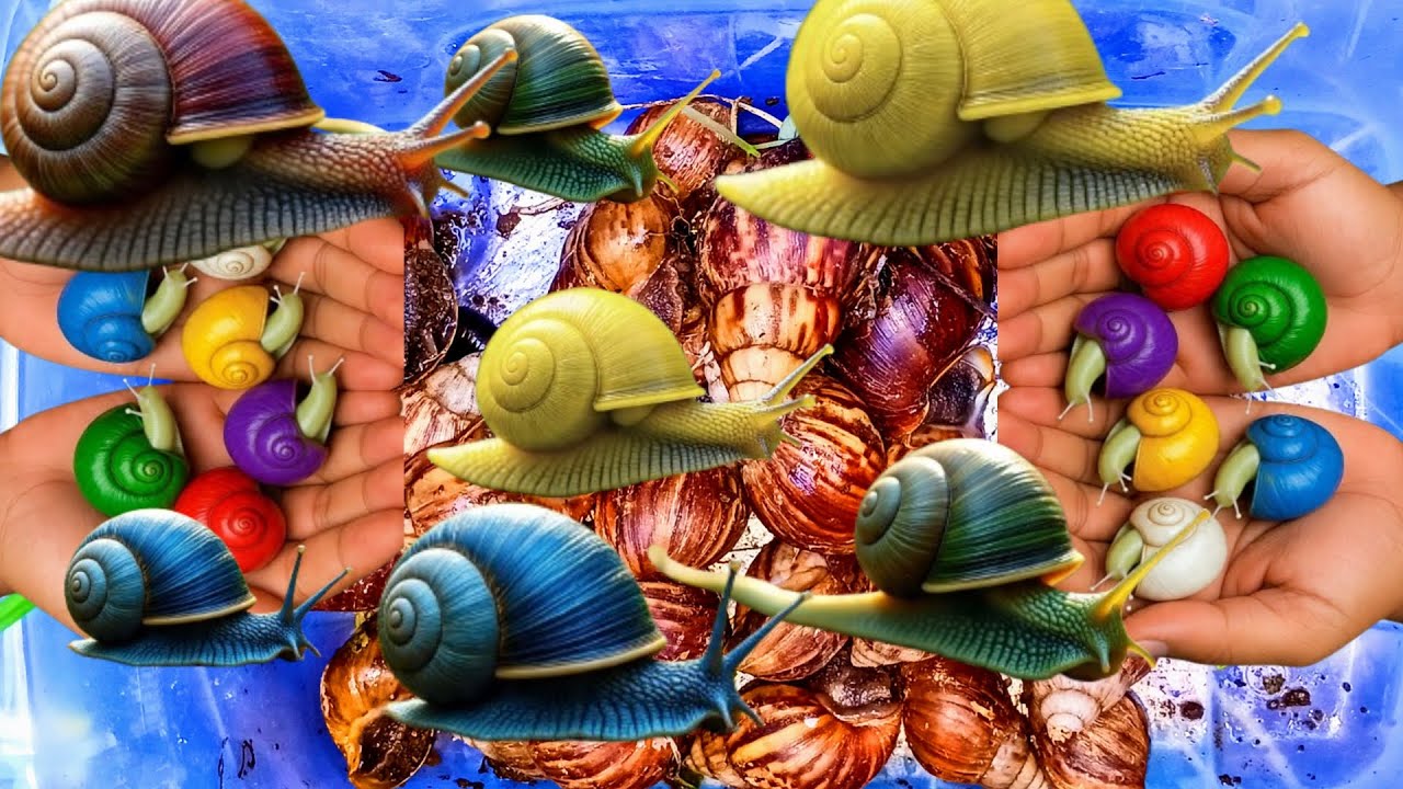 Hunting snail, catching snail, menemukan siput, bekicot, keong, kaki seribu, millipede, berpetualang