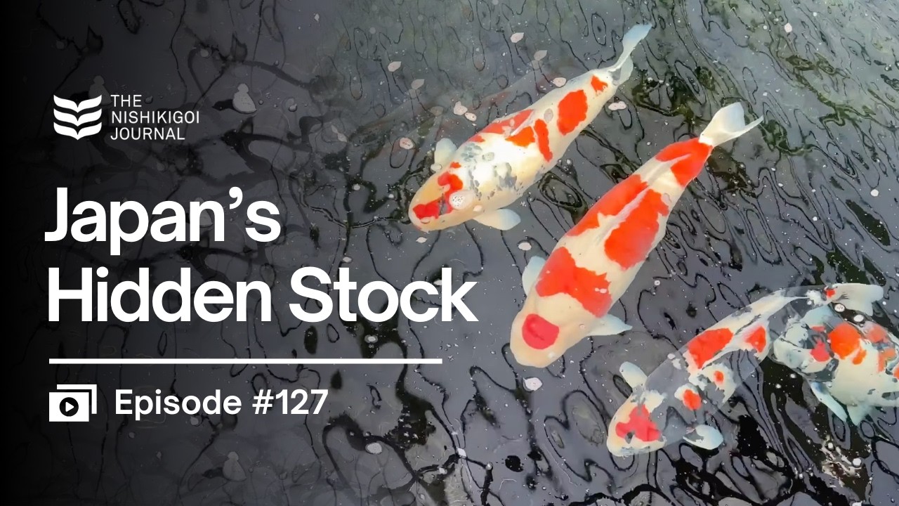 Saito Fish Farm to NND: Koi, Tamasaba & New Bloodlines | N.I.J. | Ep #127