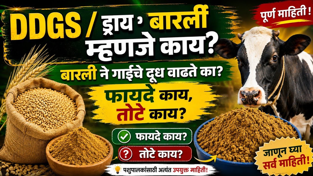 DDGS / ड्राय बार्ली म्हणजे काय? बार्ली ने गाई म्हशींचे दुध वाढते का? #dairyfarm #cow_farming