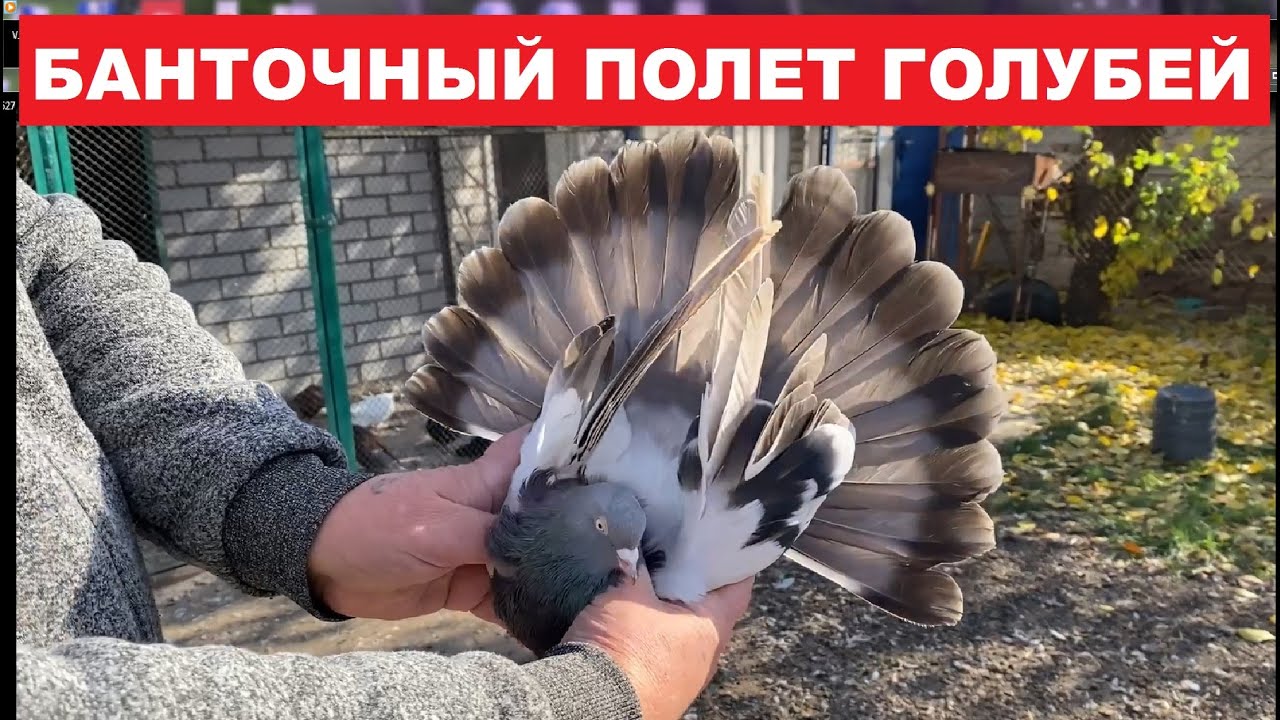 Николаевские голуби с банточным полетом, миф или реальность. Сизые и молочные николаевские голуби.