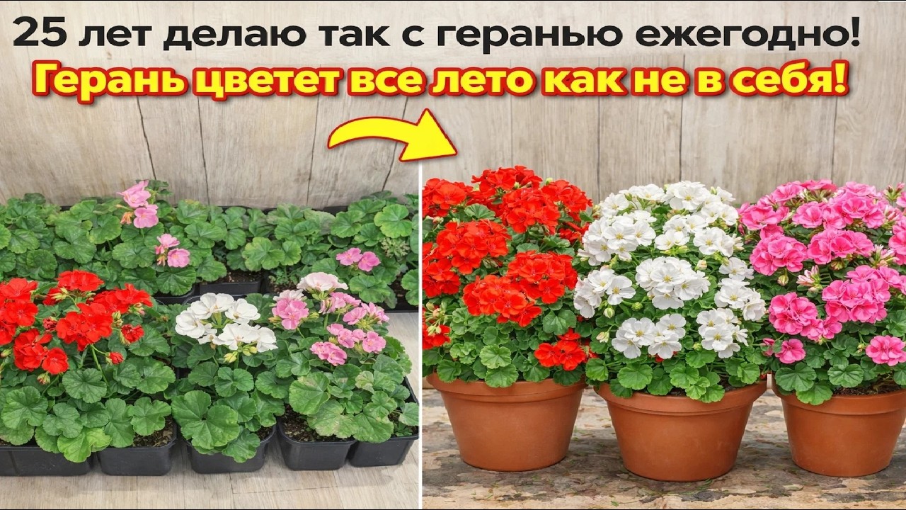 25 лет делаю так с геранью ежегодно! Герань цветет как не в себя!