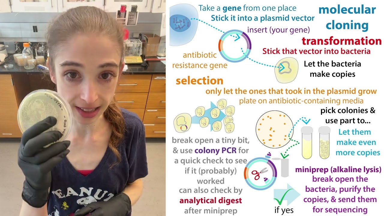 Your LB/agar plate has colonies. Yay! Now what?