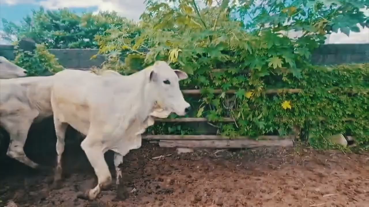 PRÉVIA LOTES LEILÃO - 06 DE MARÇO - DIVINÓPOLIS/MG