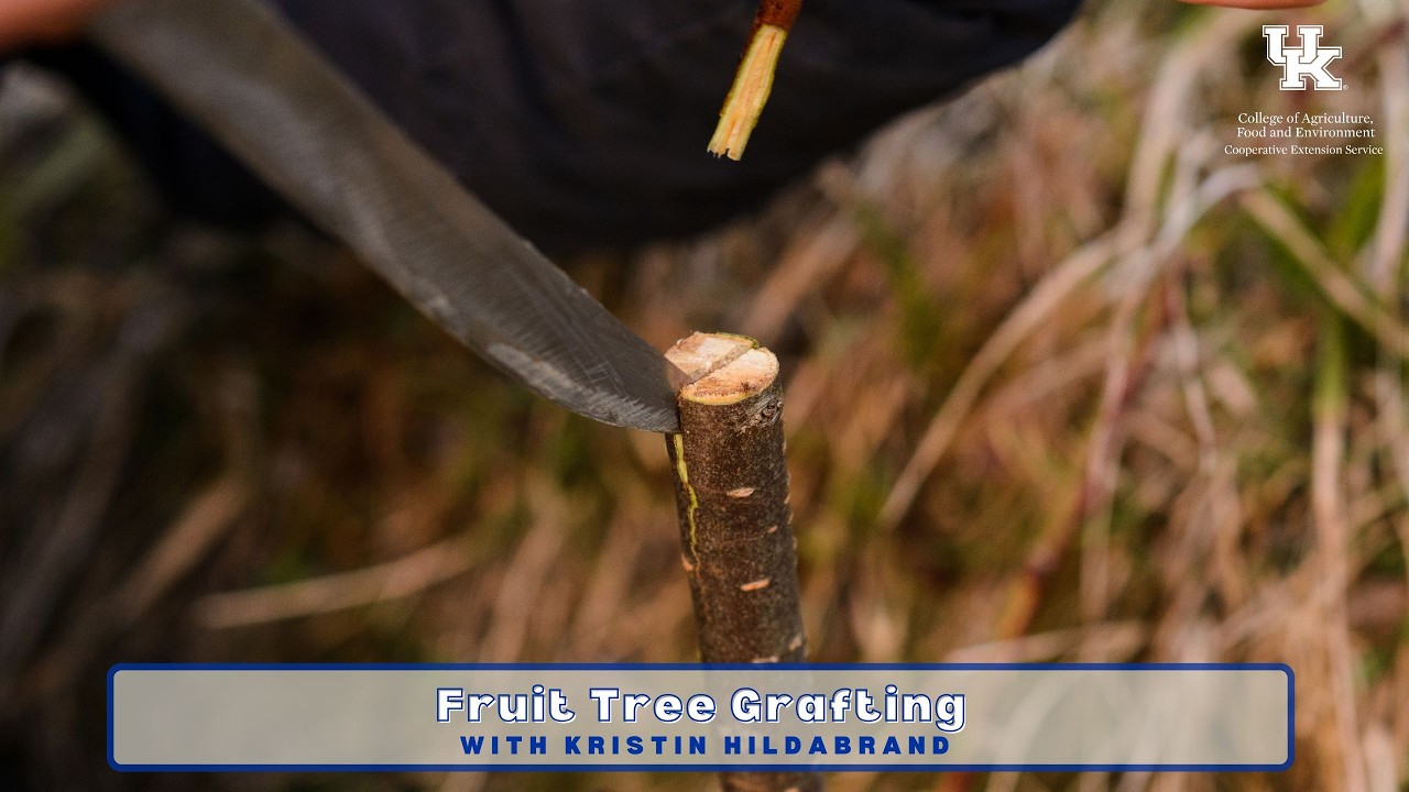 Fruit Tree Grafting