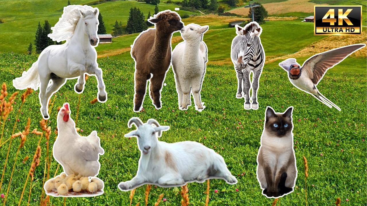 The Ultimate 100 Animal Sounds Collection 4K | Learn Vocabulary