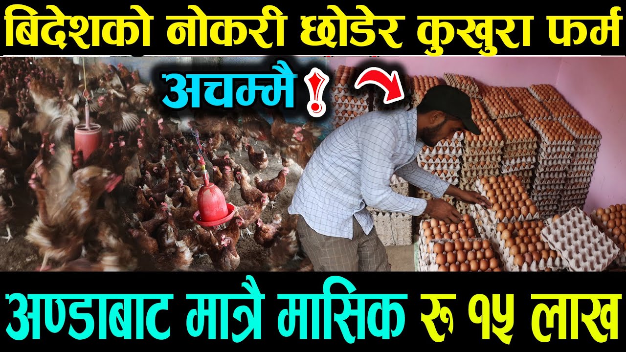 अचम्म! गुल्मीमै मासिक १५ लाख । बिदेशको जागिर छोडेर नेपालमा कुखुरा फर्म, अण्डाबाट मात्रै मासिक १५ लाख