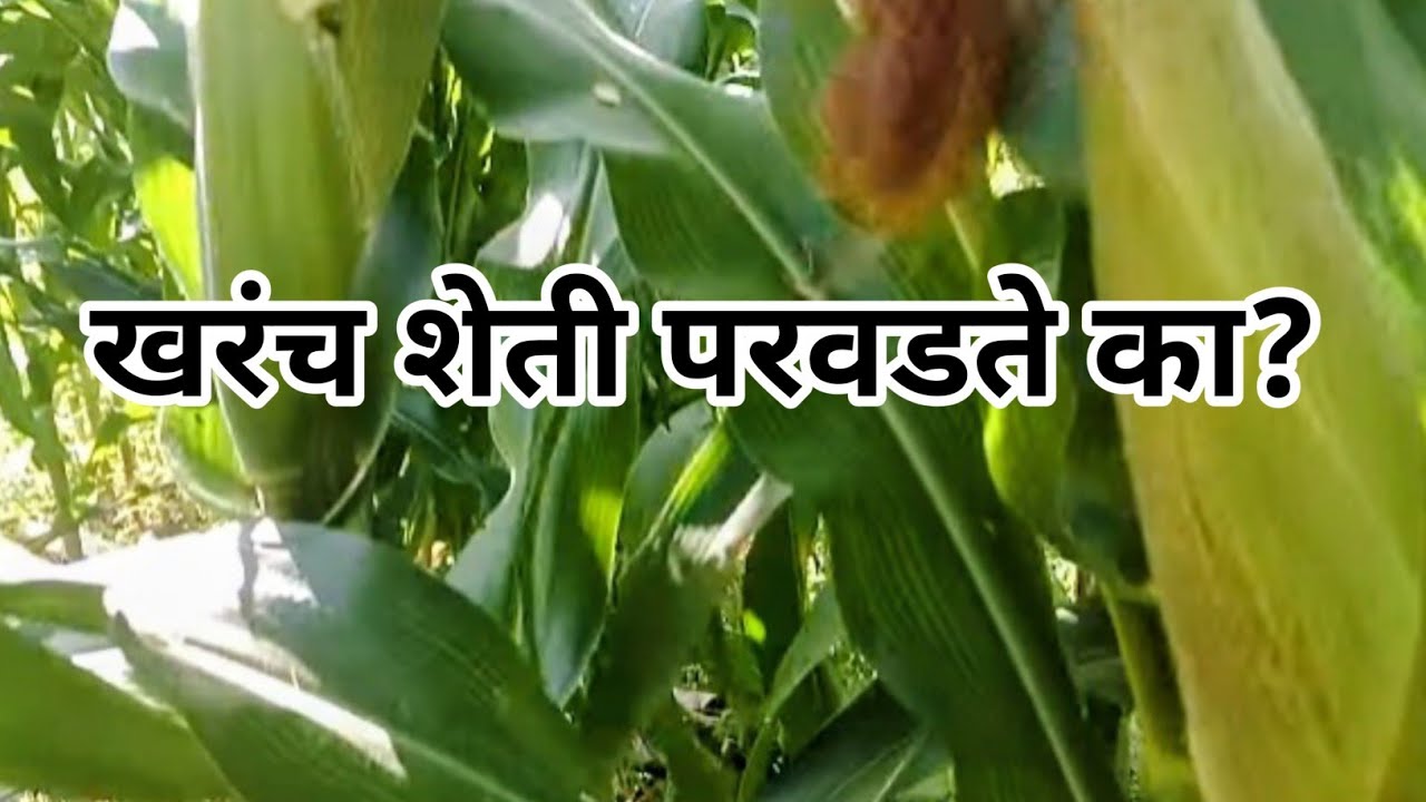 खरंच शेती परवडते का? शेतकऱ्यांची खरी गोष्ट LIVE 🌾