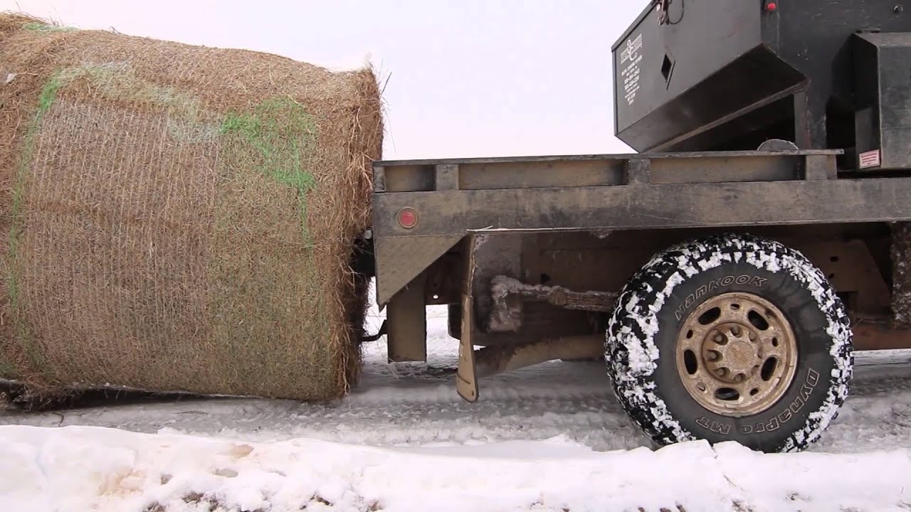 Feeding cattle after a winter storm in Oklahoma, February 2014
