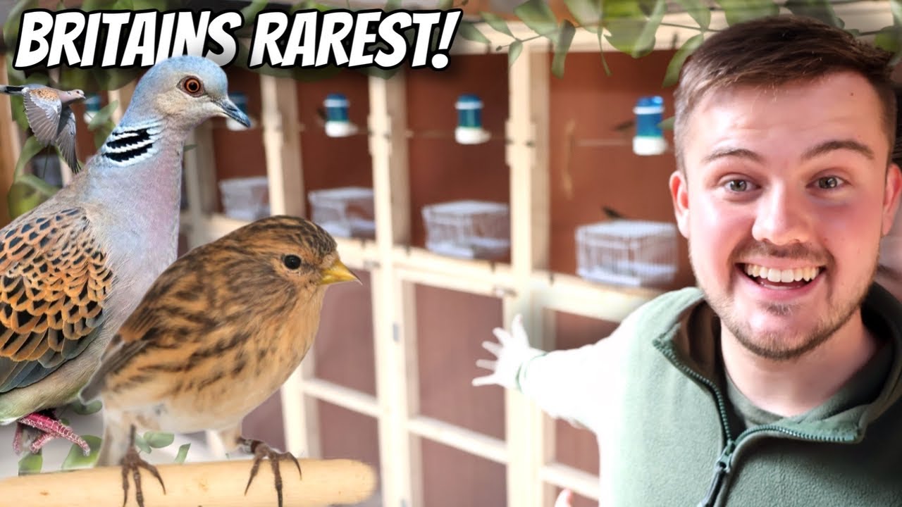 My *NEW* Conservation Breeding Aviary!