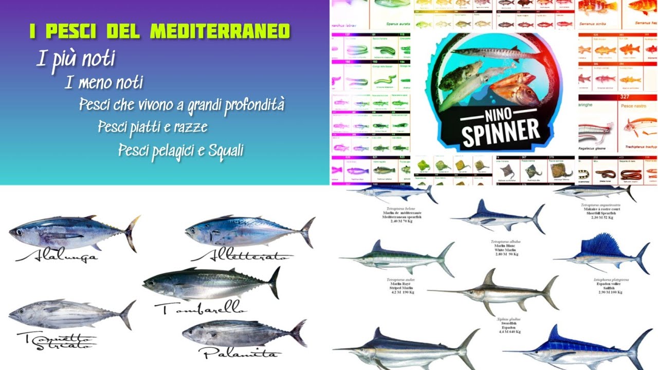 I Pesci del Mediterraneo: Pesci Pelagici, Pesci che vivono a grandi Profondità, Razze e Squali