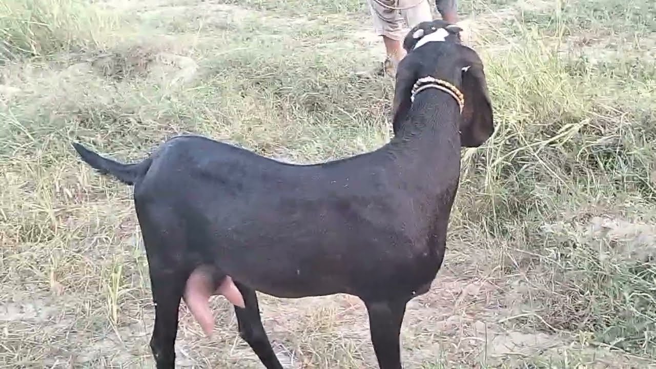 ا پیتل بکریوں کا شوق عطا سوئے کا شوق ما شاء اللہ اس کے خوبصورت ترین مناظر دیکھیں 03454579853
