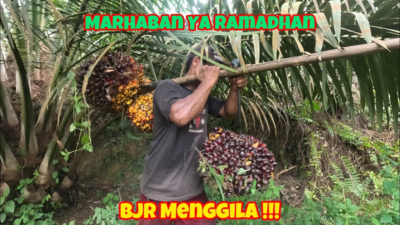 BJR Menggila!!! Panen Seu Supreme Ke- 1 || 10 Maret 2024