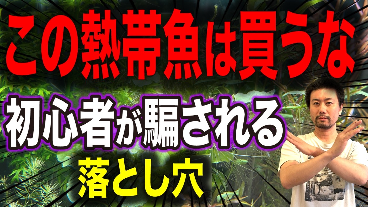 【初心者必見】熱帯魚を買う前に知ってほしい｜混泳で失敗する本当の理由
