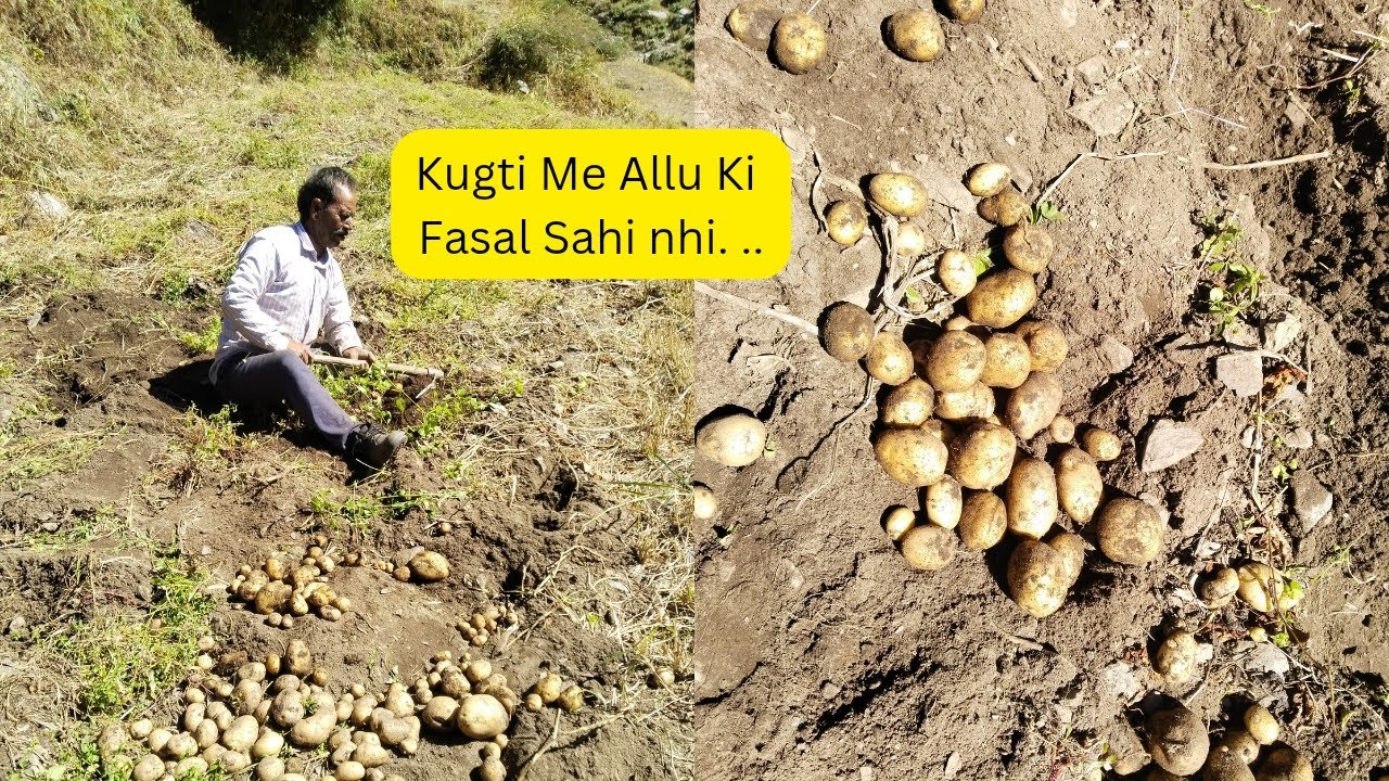 Kugti Me Allu Ki Fasal Nhi hai..