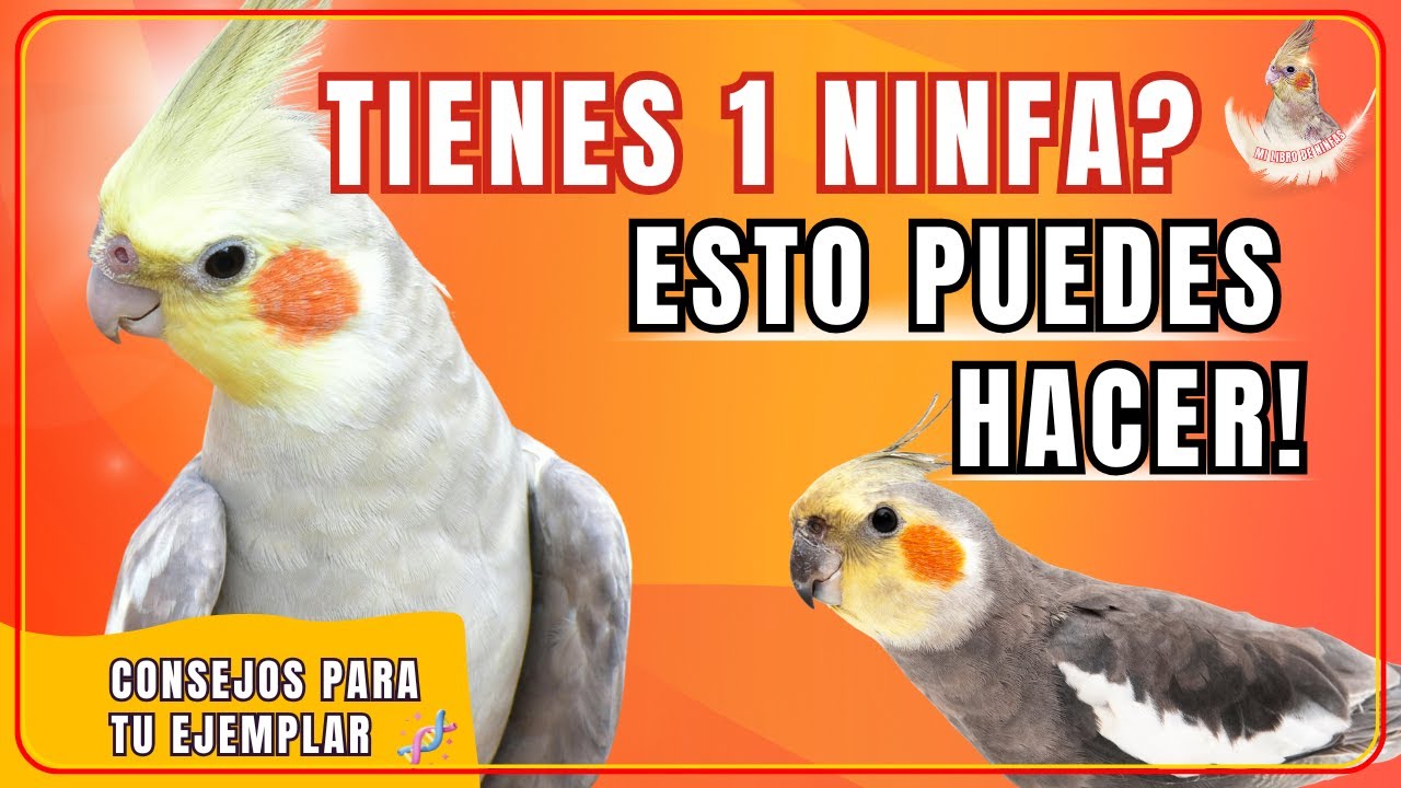 ¿Tienes una sola ninfa? Esto es lo que puedes hacer con ella 🦜✨