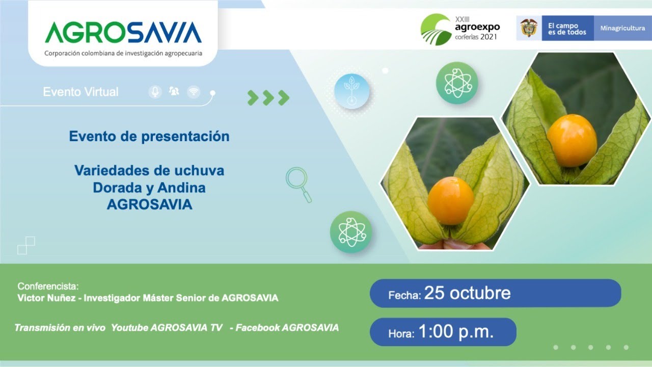 Presentación variedades de Uchuva