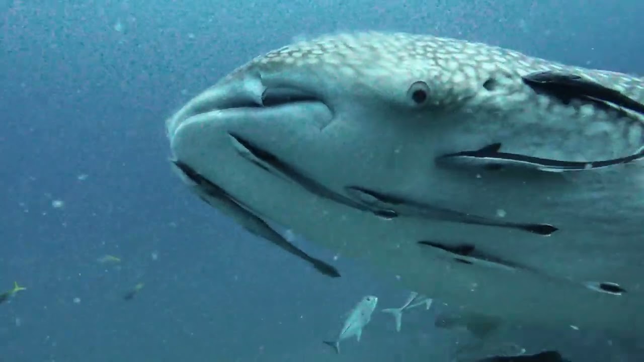 Buceo Koh Samui | OceanVoiceTV | Discovery Divers |  buceokohsamui.com