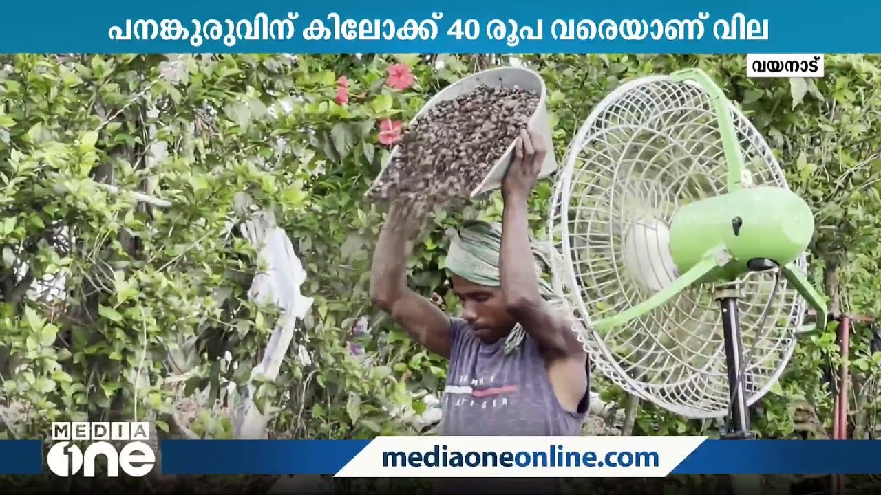 ഇവിടെ ആർക്കും വേണ്ട, പനങ്കുരുവിന് അന്യനാട്ടിൽ വൻ ഡിമാൻഡ്; എന്തിനെന്ന് അറിയാതെ വ്യാപാരികൾ