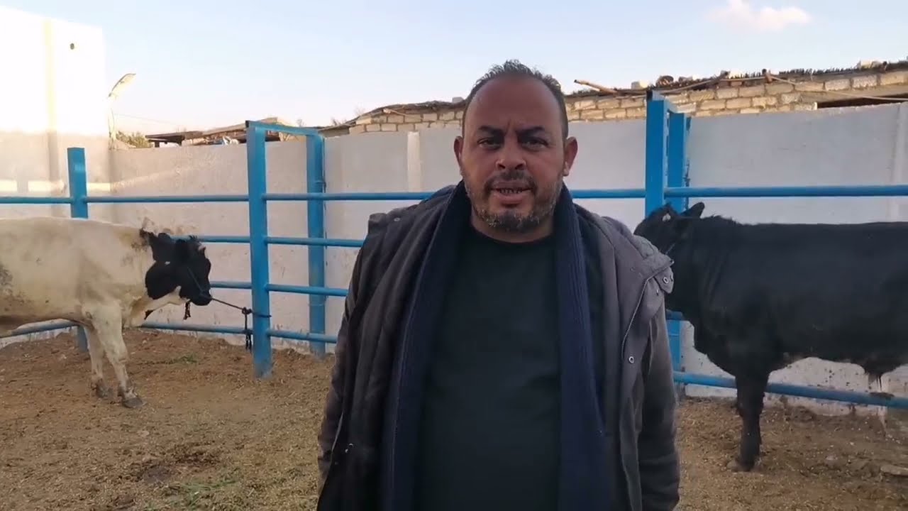 الفرق بين العجل الأخضر و العجل السقو و كيفية تقيم سعر العجل