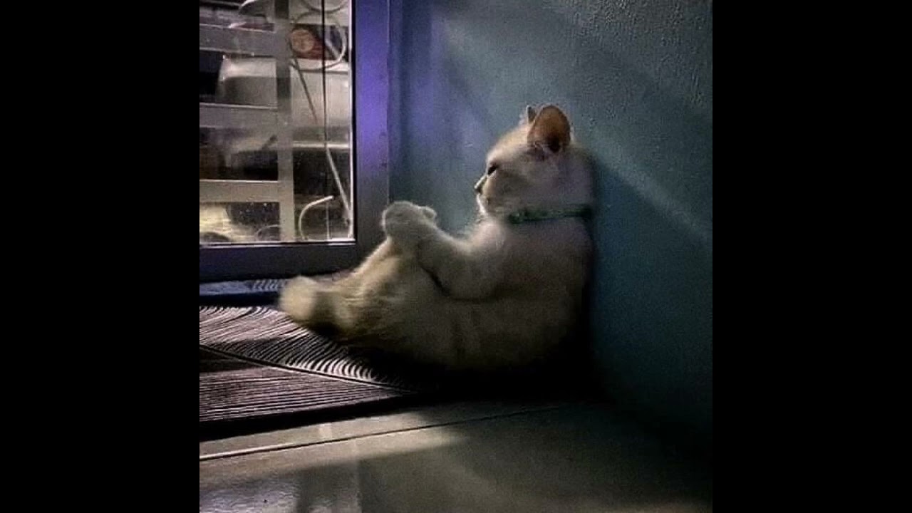 On My Own from Les Mis covered by a cat