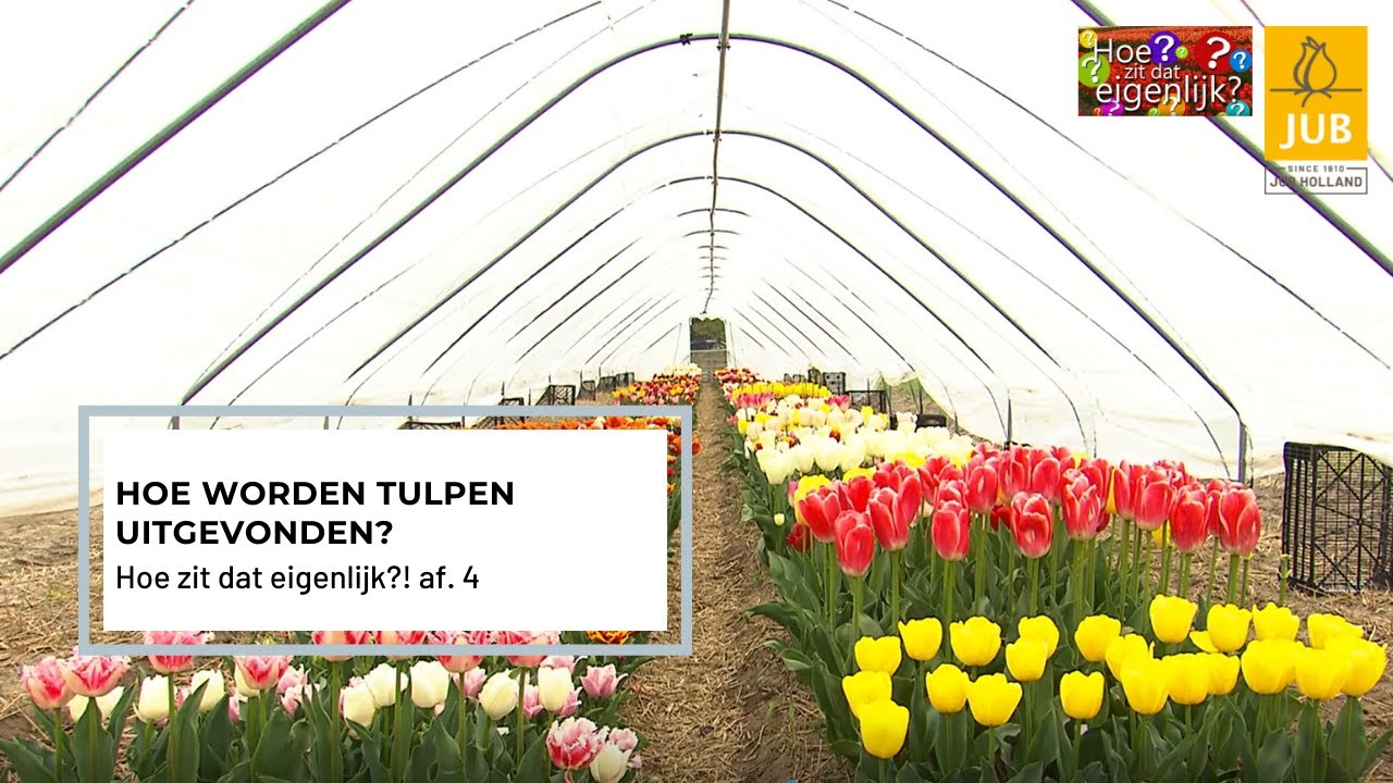 Hoe zit dat eigenlijk?! af. 4 | Hoe worden tulpen uitgevonden?