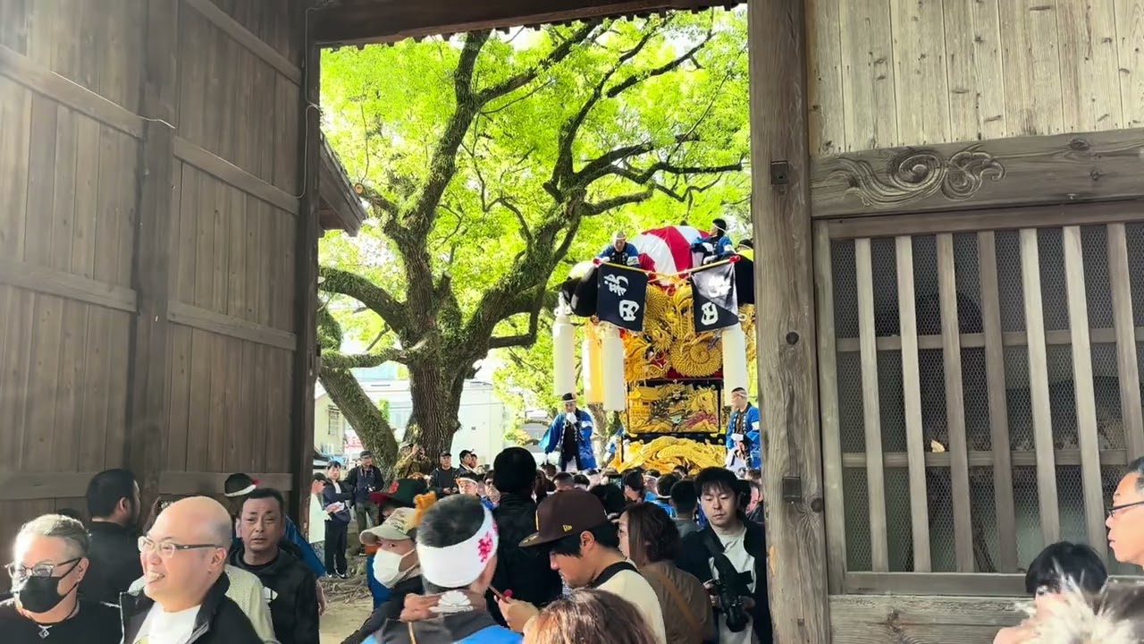 ㊗️金子新田太鼓台新調お披露目運行、一宮神社宮入り⛩️