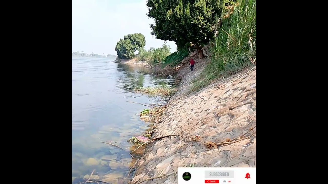 #ماشاء الله #صيدالاسماك فى بنى سويف #تقرير مفصل عن منسوب النيل فى بنى سويف #fishing🔥🔥🔥🔥