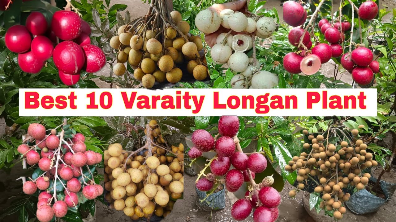 Best 10 Varaity Longan Fruit Plant's in One Video ||Longan farming full information ;Online Delivery