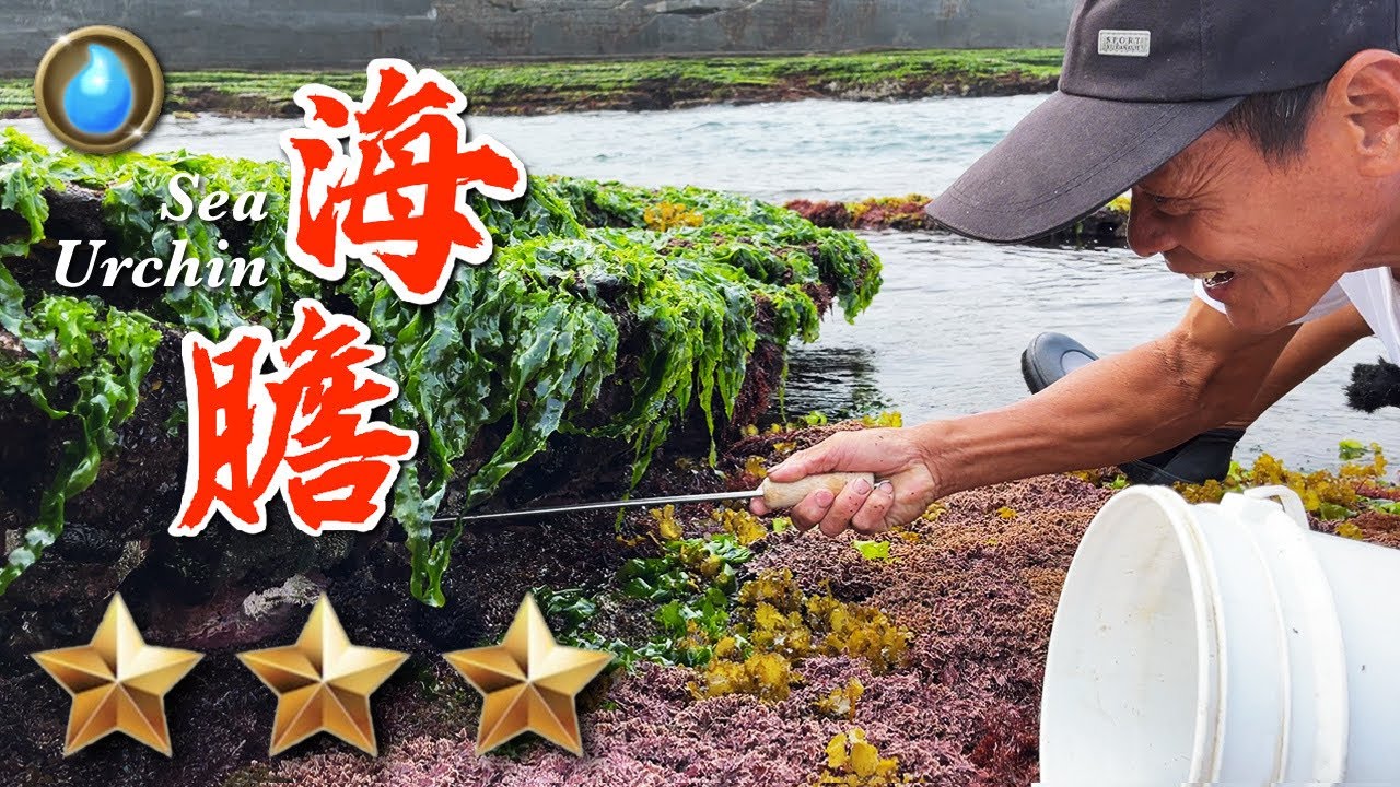 野味34集 | 紫海膽 | Purple sea urchin | 阿坤的水族遊樂園 | 萍哥Pinger